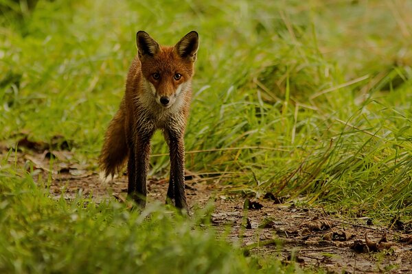 A red fox in the blurred grass