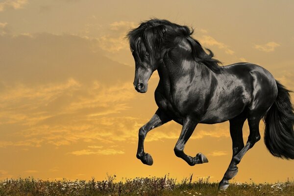 Foto di un orgoglioso cavallo nero al galoppo