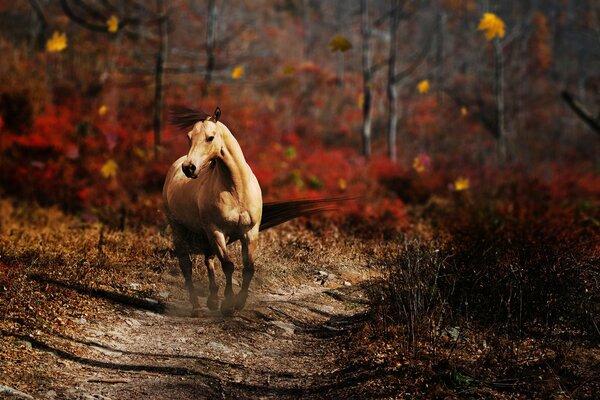 A horse gallops along an autumn road