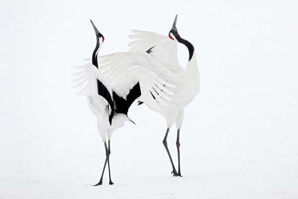 Пара журавлей танцует на снегу