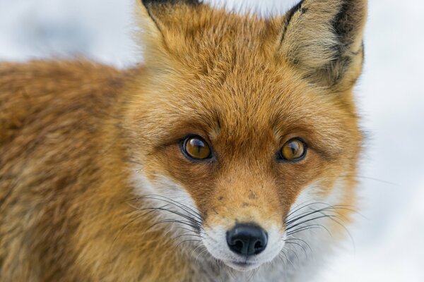 Museau de renard avec un regard roux sur la neige