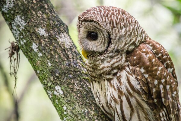 Auf einem Baum sitzt eine Eule im Profil