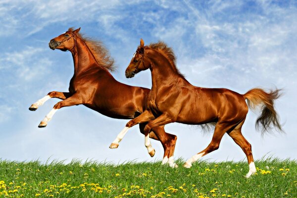 Galloping horses on a green field