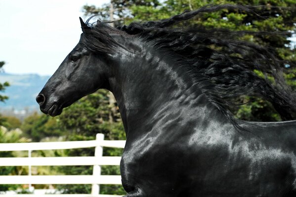 A beautiful stallion with a developing mane