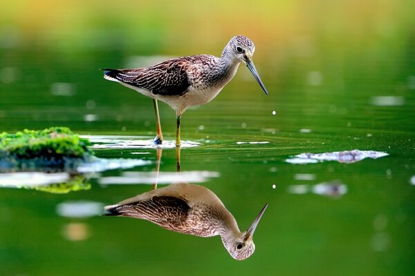 Forest bird in search of food