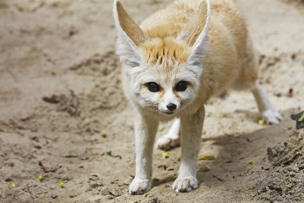 The fox cub pricked up his ears, he hears every sound in the sands