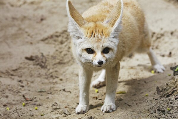 Les oreilles de renard, chaque son dans les sables