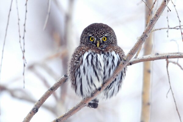 A perched owl on a tree branch