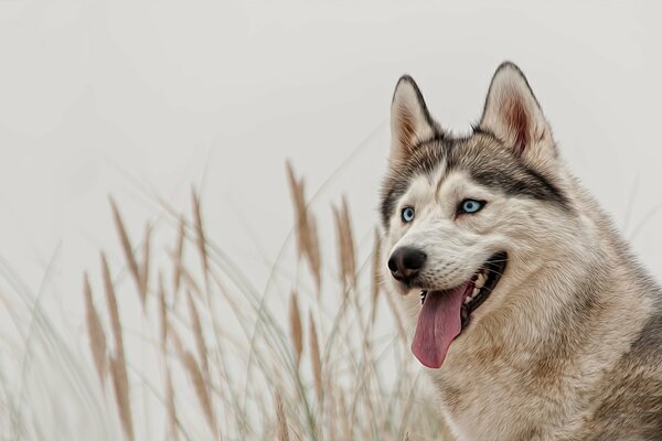 Der Husky ist der beste blauäugige Freund