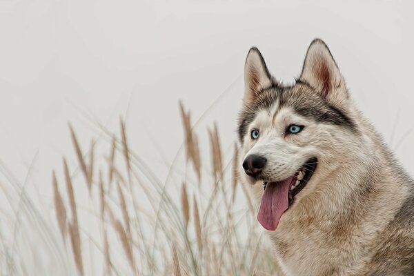 Husky es el mejor amigo de ojos azules