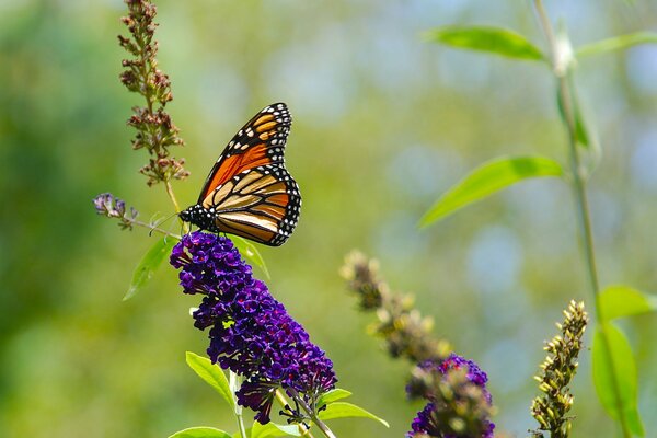 Papillon sur fond de nature en été