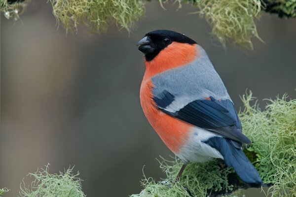 A bright bullfinch is sitting on a branch