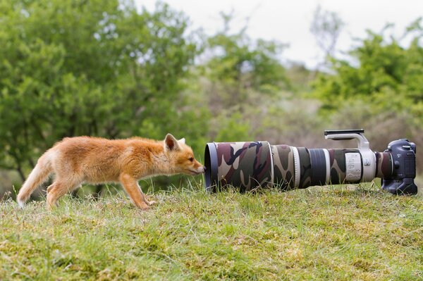 Fuchs auf dem Rasen neben der Linse