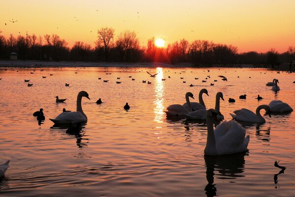 Lake, flock of swans, sunset