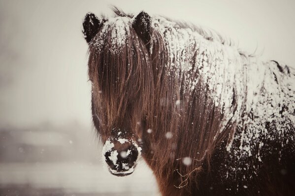 Cheval avec une longue crinière saupoudré de neige