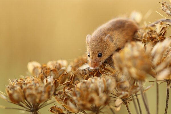 Red vole on dry flowers