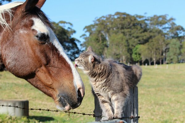 Erstaunliche Tierfreundschaft - Pferd und Katze