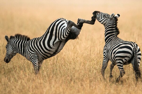 Schlägerei eines Zebrapaares auf einem Feld