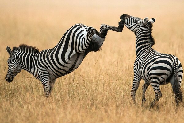 The fight of a pair of zebras on the field
