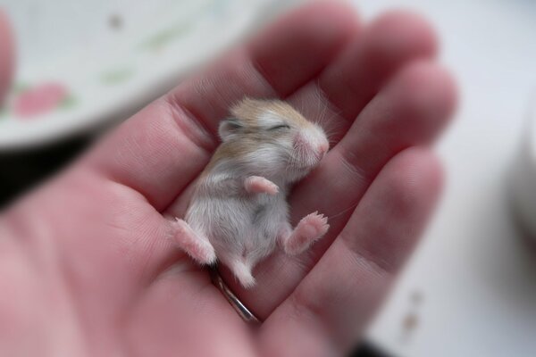 Petit hamster dans une grande main