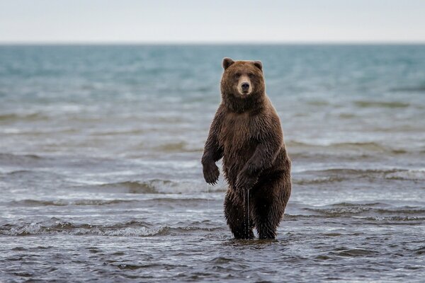 A club-footed bear swims in the sea