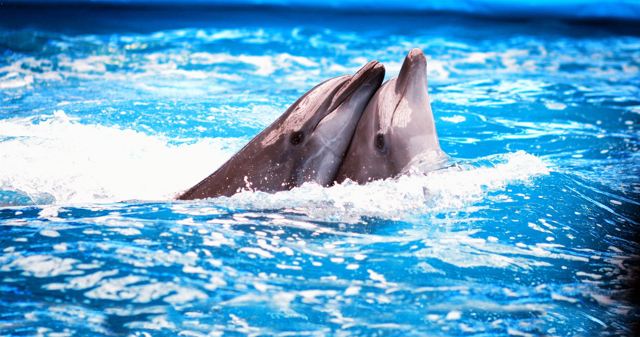 eau piscine dauphins couple delphinarium mousse éclaboussures gouttes toucher