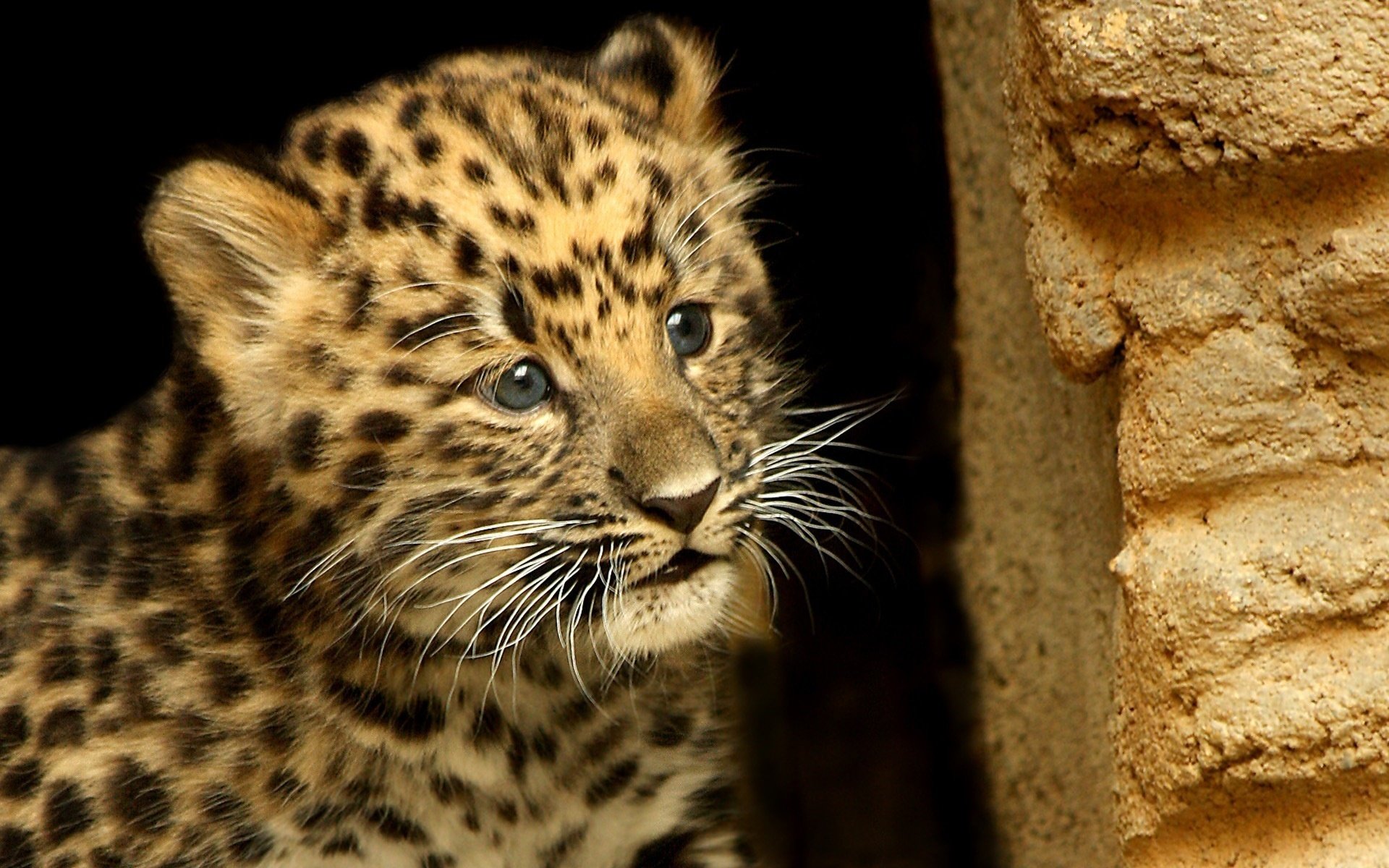 animali leopardo macchie baffi sguardo muso sfondo carta da parati