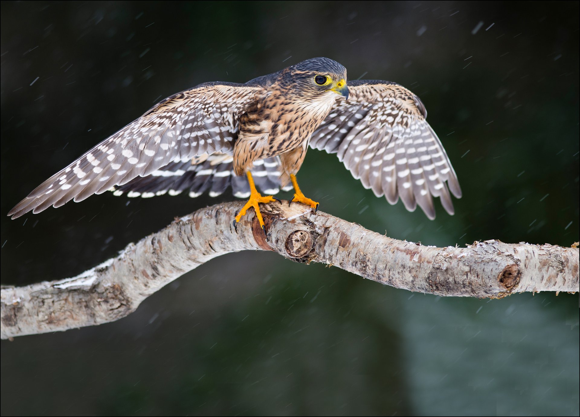 faucon oiseau ailes vue arbre neige