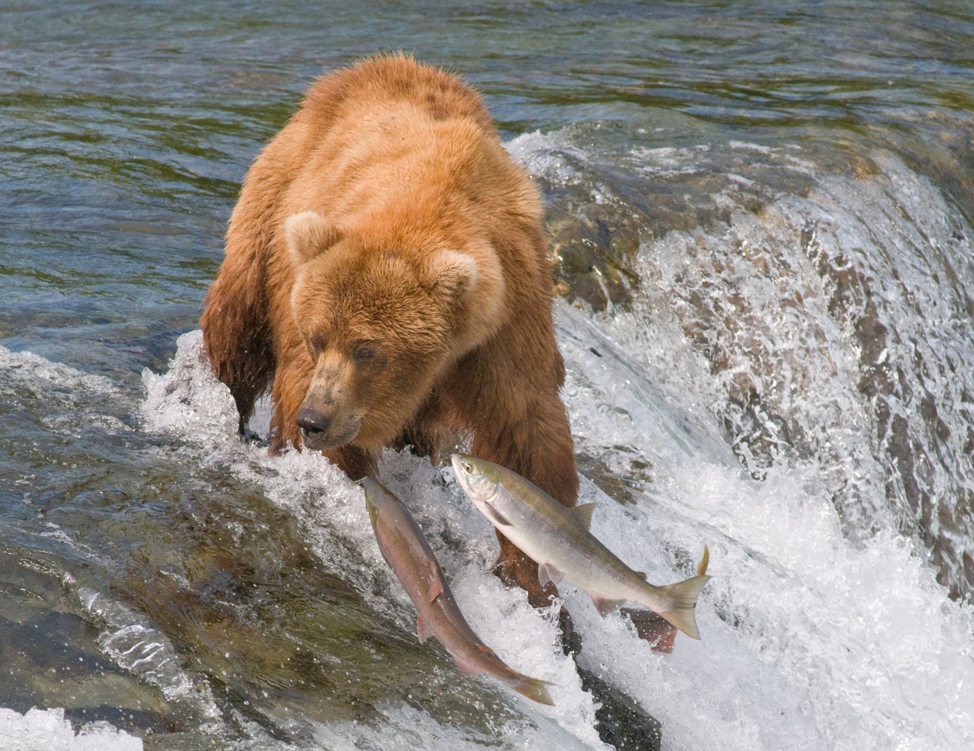 eau ours poissons rivière pêche grizzly saumon chasse