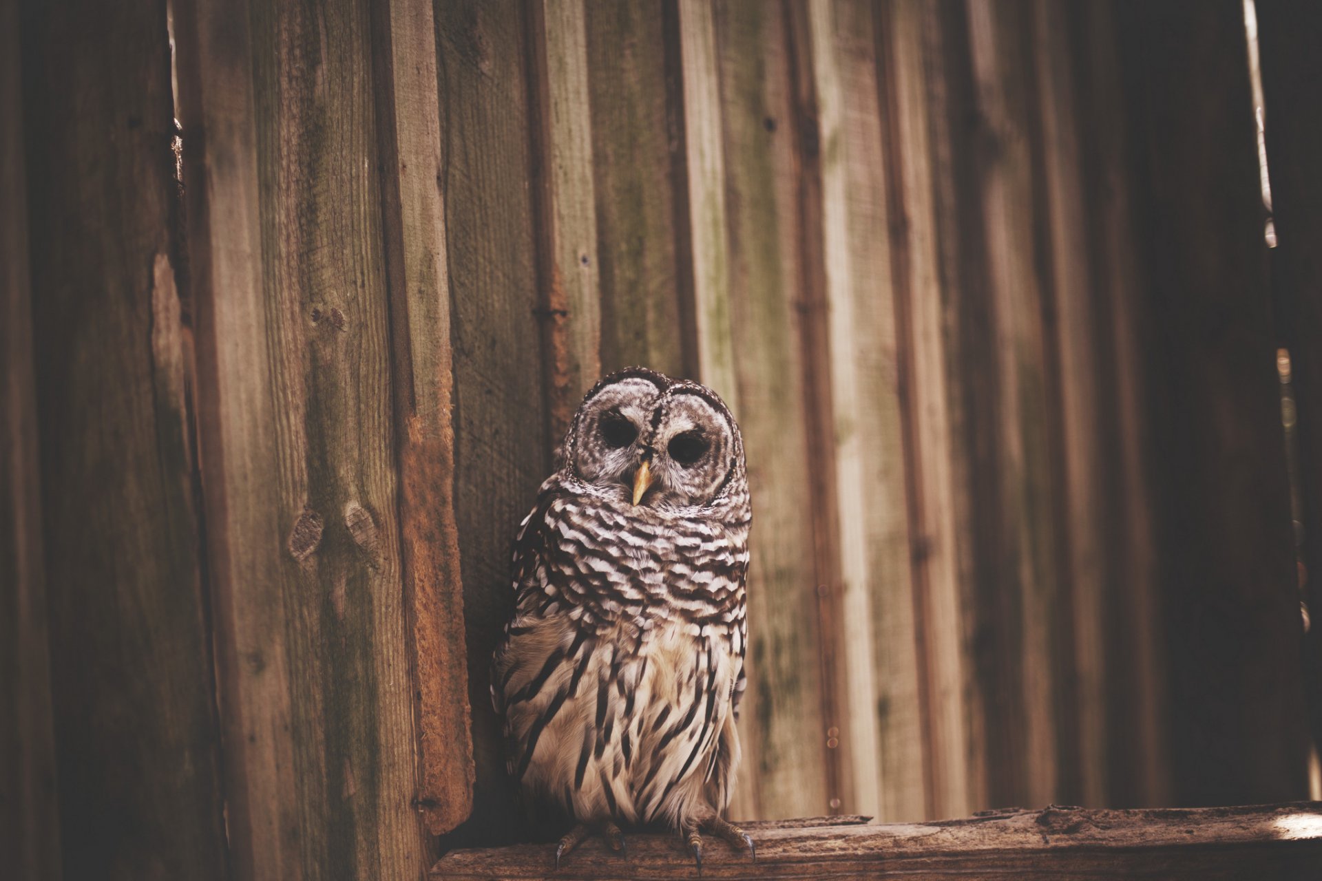 poultry owl fence