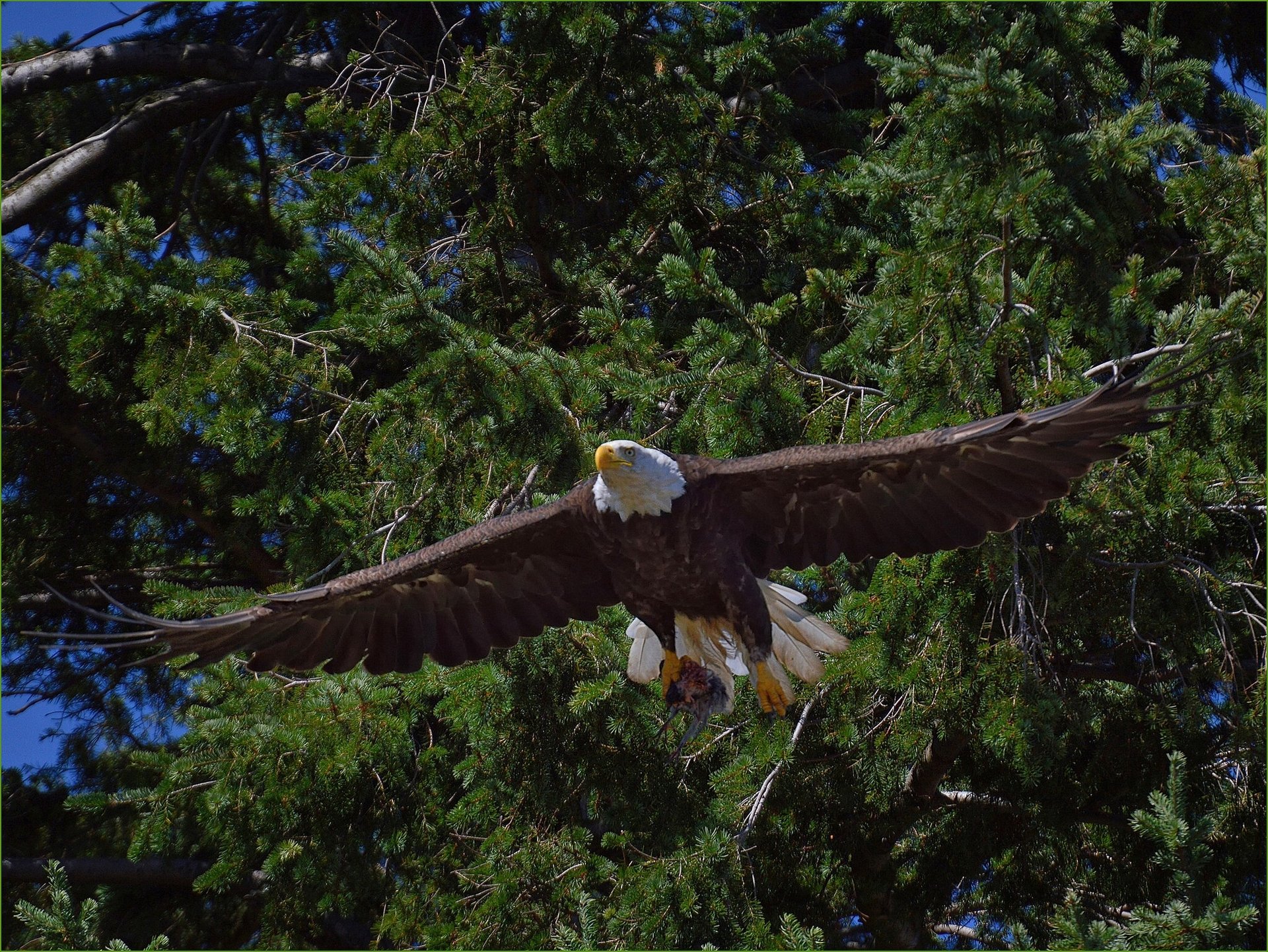 bald eagle poultry tree predator