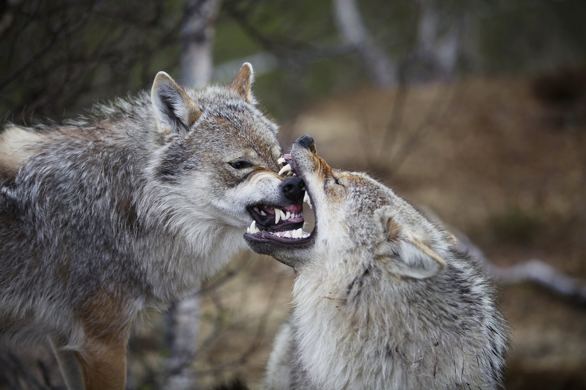 eurasian europe ordinary wolves canis lupus lupus irritation frighten norway