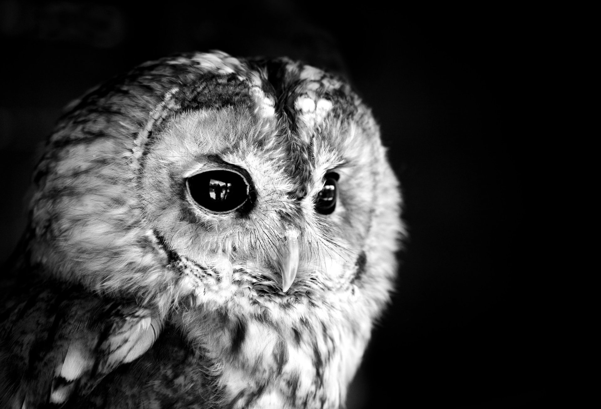 hibou noir blanc photo