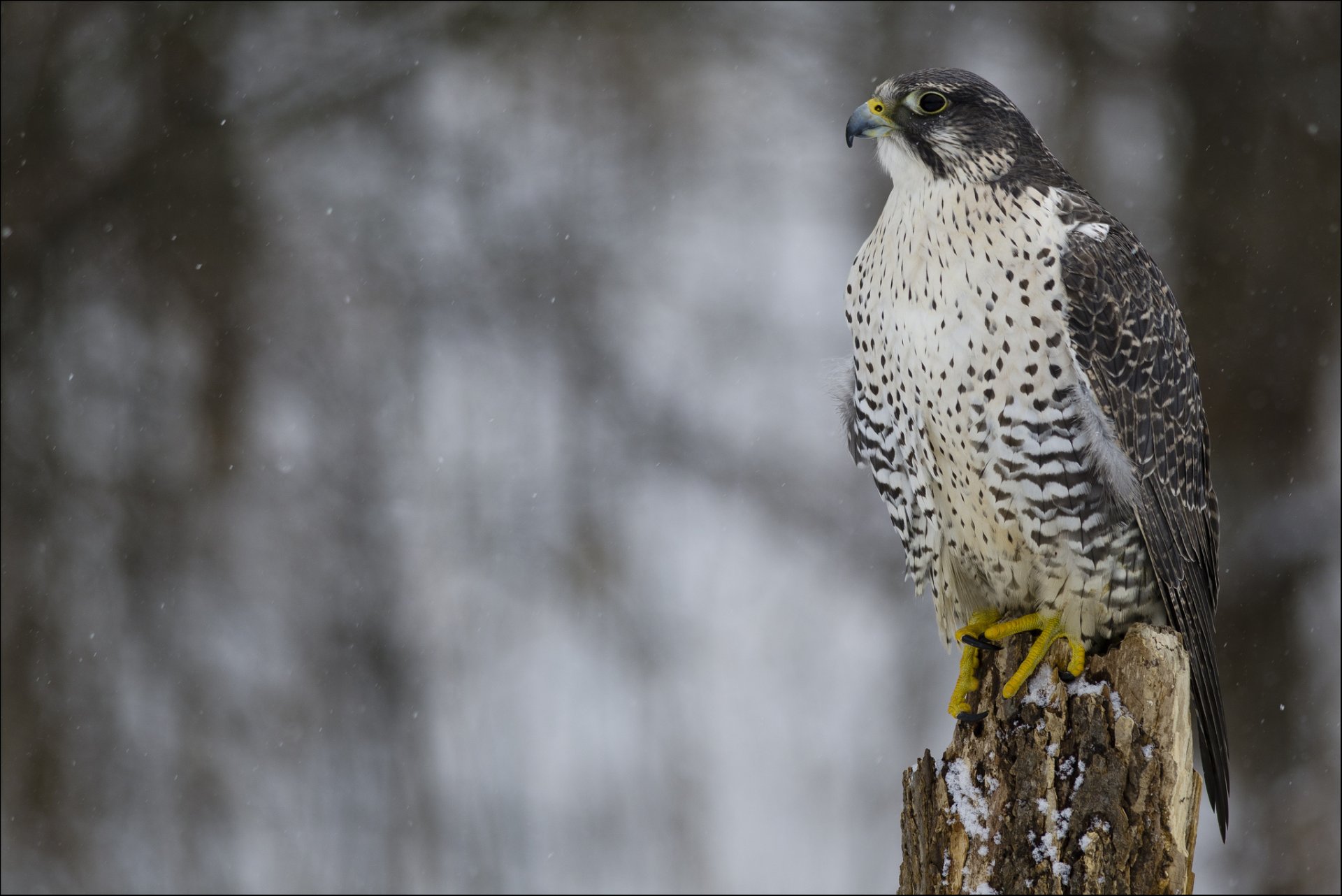 grillo falco uccello predatore vista profilo inverno neve