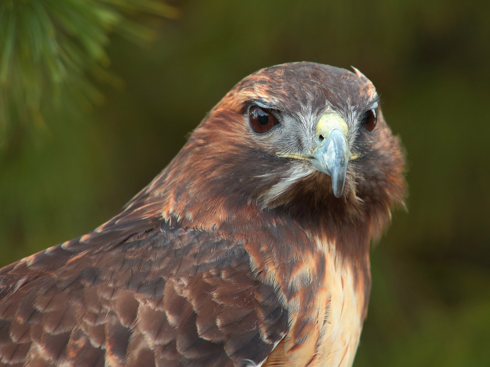 hawk bird gaze predator