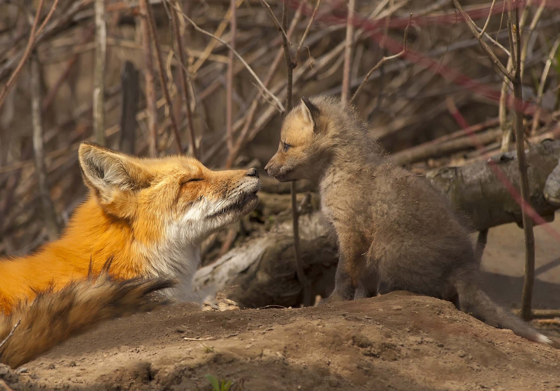 fuchs fuchs mutterschaft