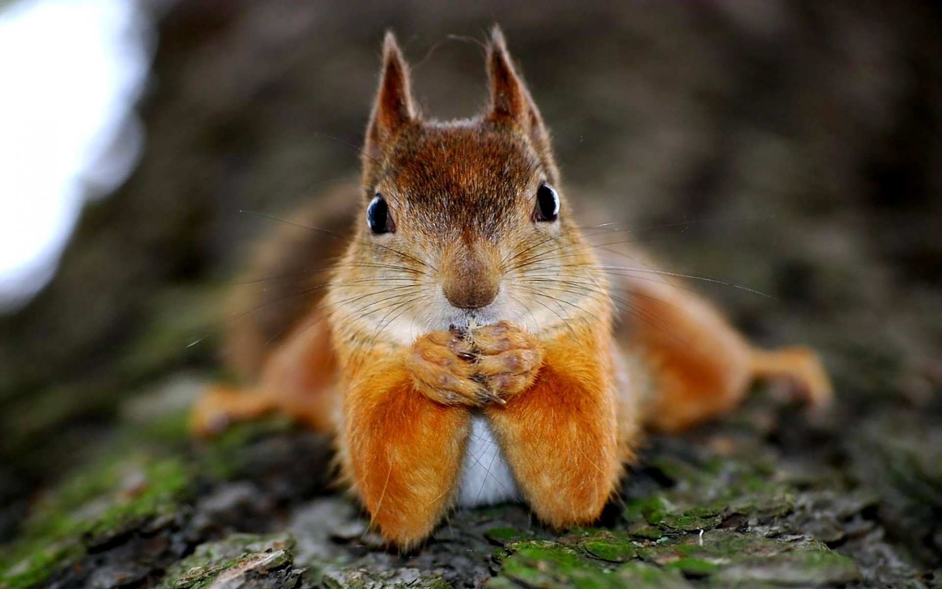 quirrel redhead paws tree funny humor face eye