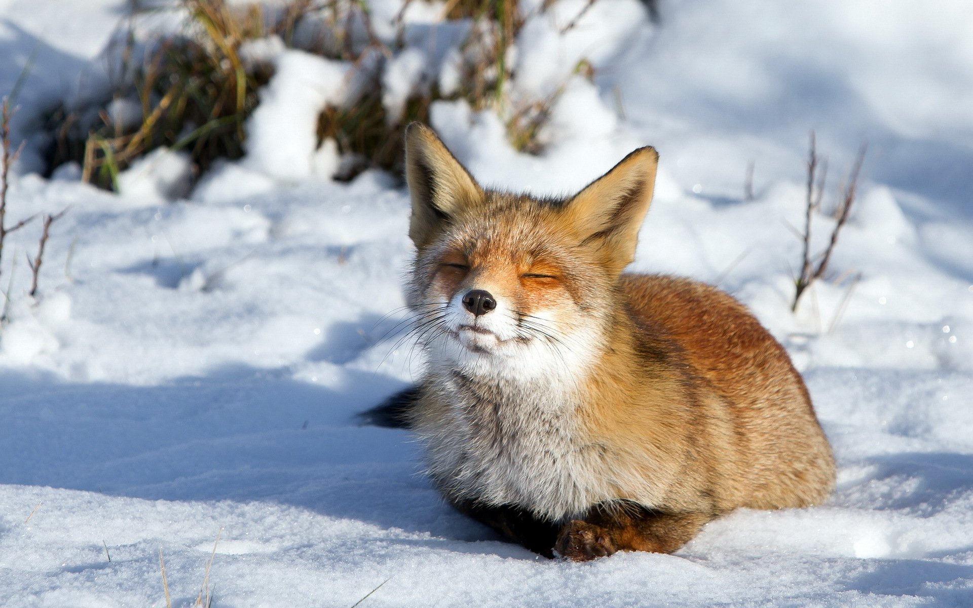 fox snow winter