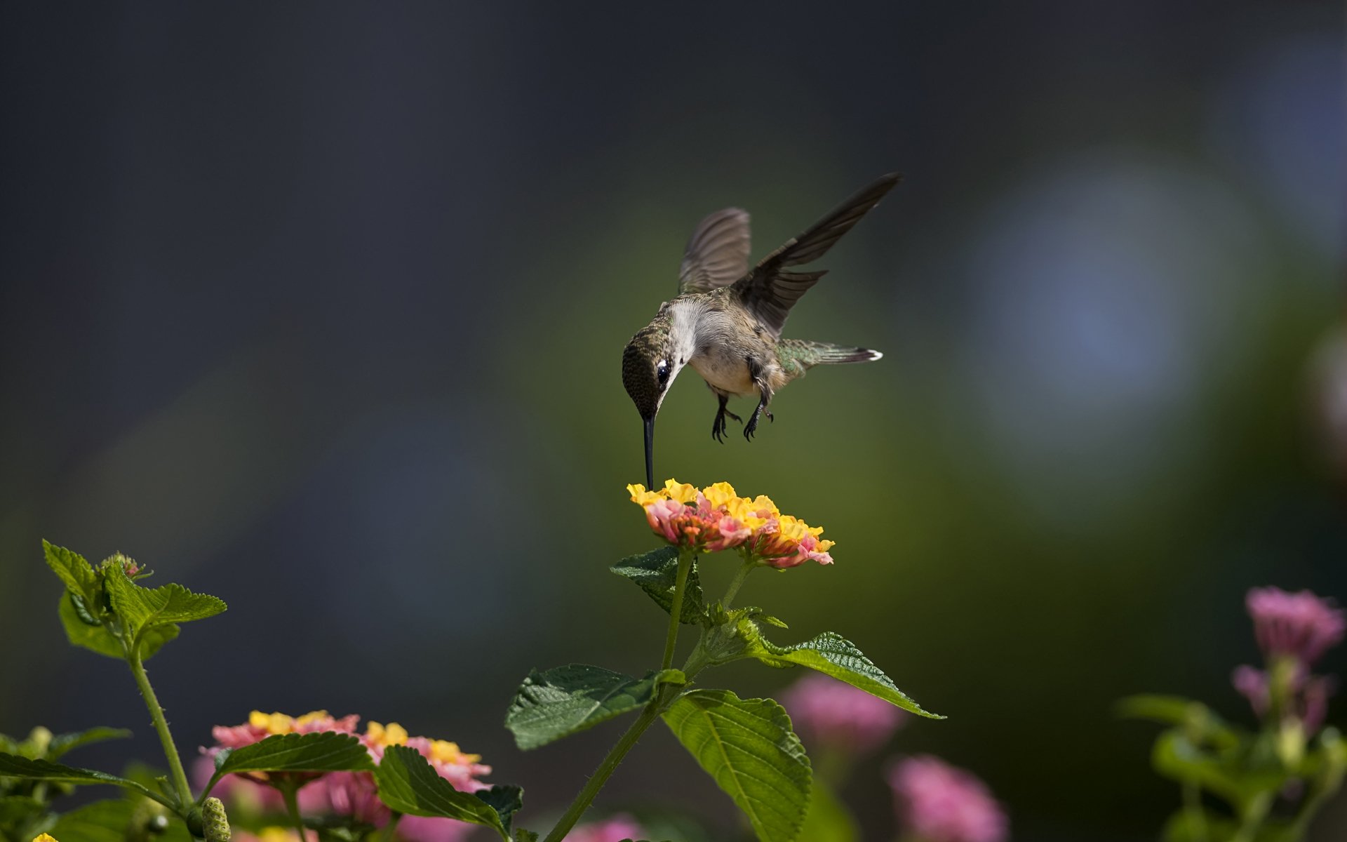 makro vogel kolibri blumen sonnig