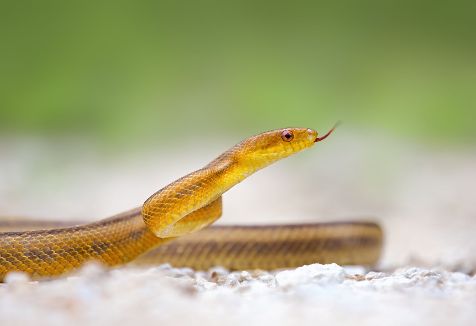 serpente lingua macro