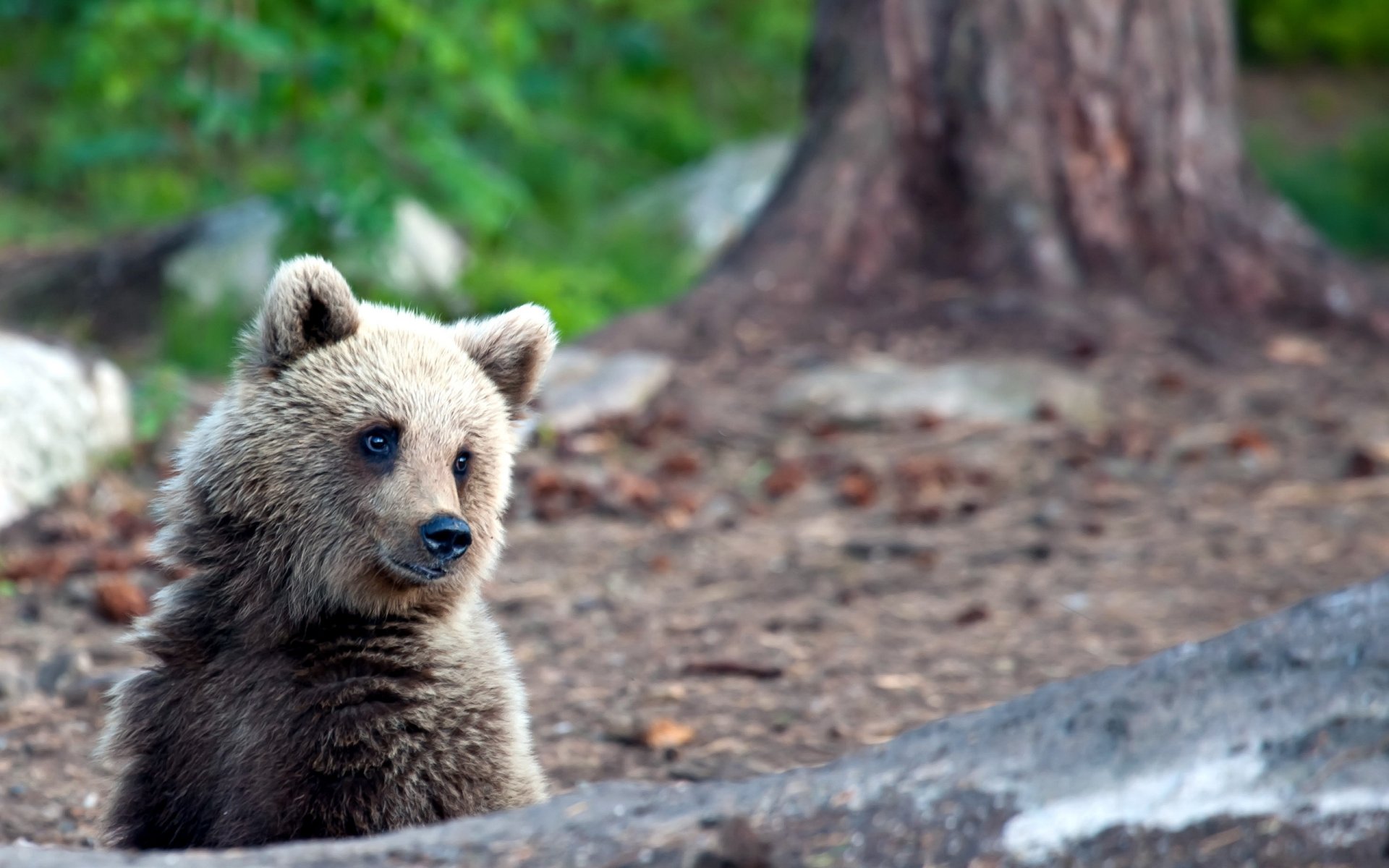 ours nature été