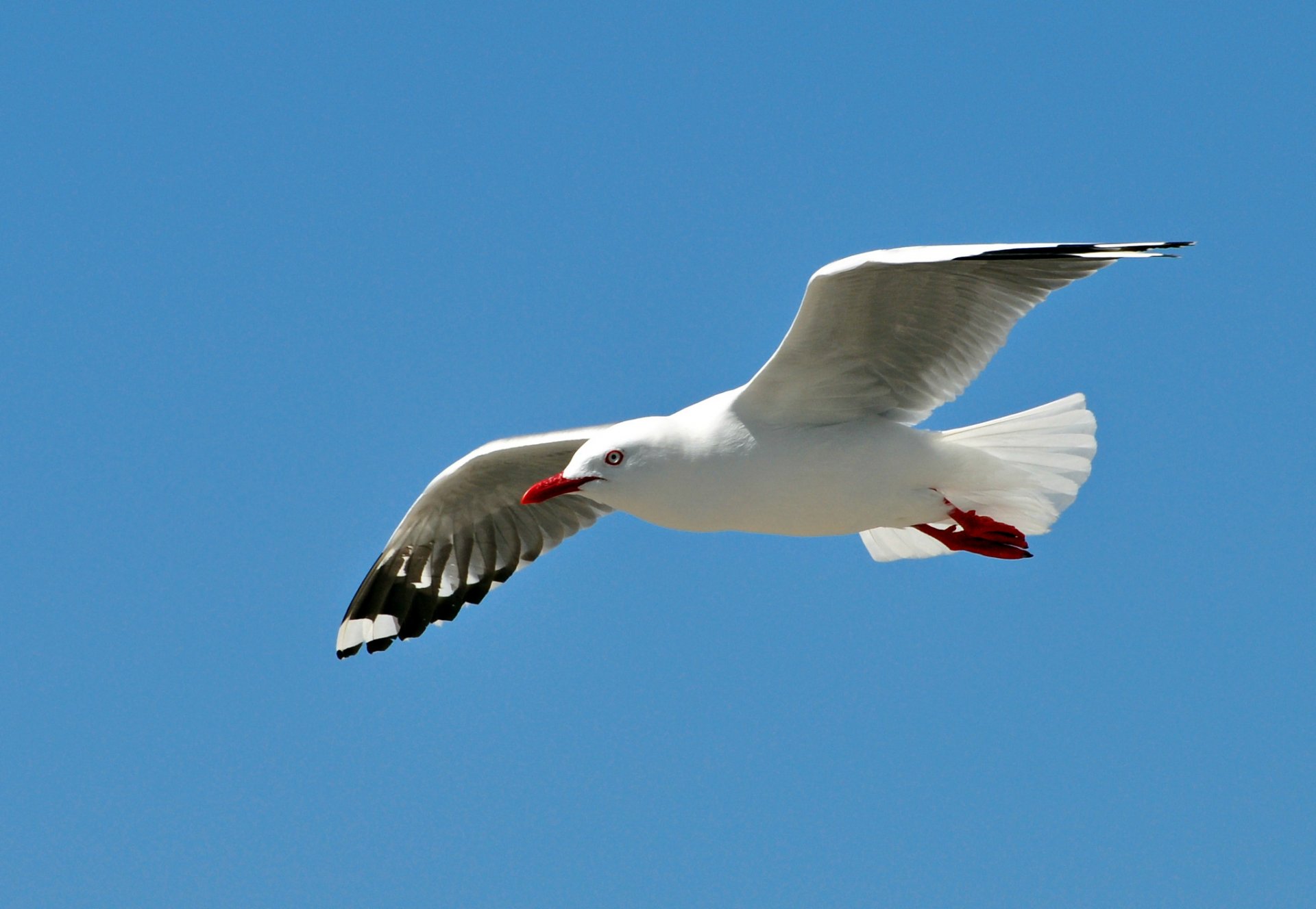 gaviota pájaro alas aleteo vuelo cielo