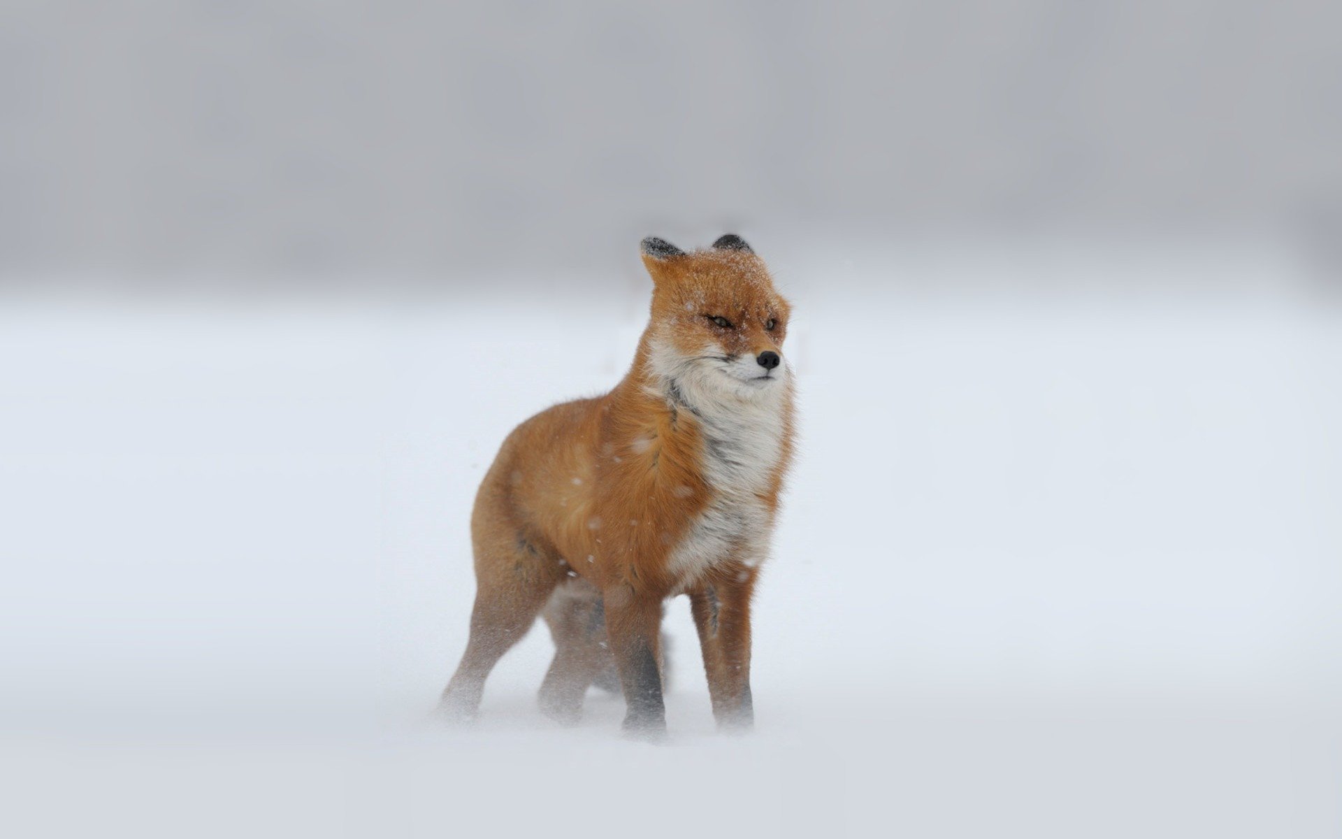 fox red watches winter snow blizzard