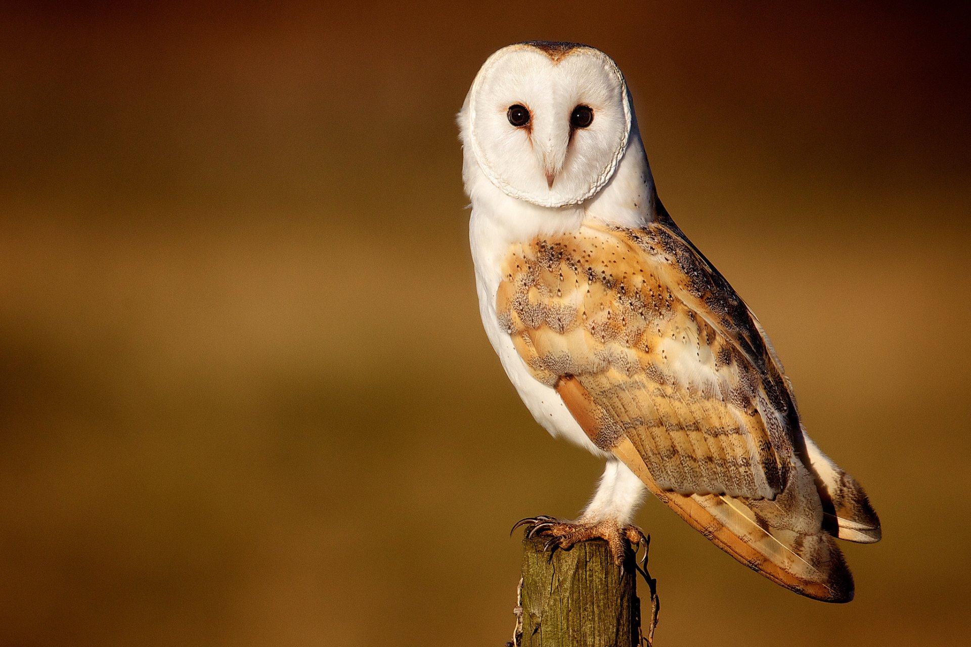 sipuha hibou oiseau