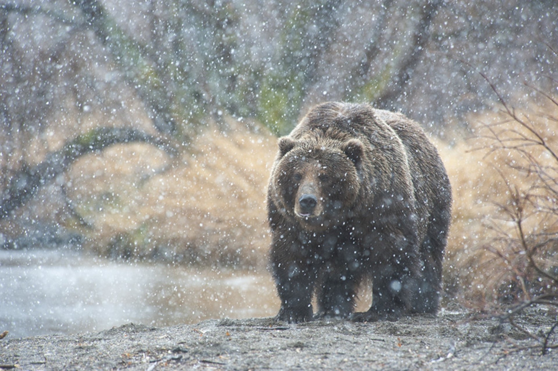 orso neve kamchatka