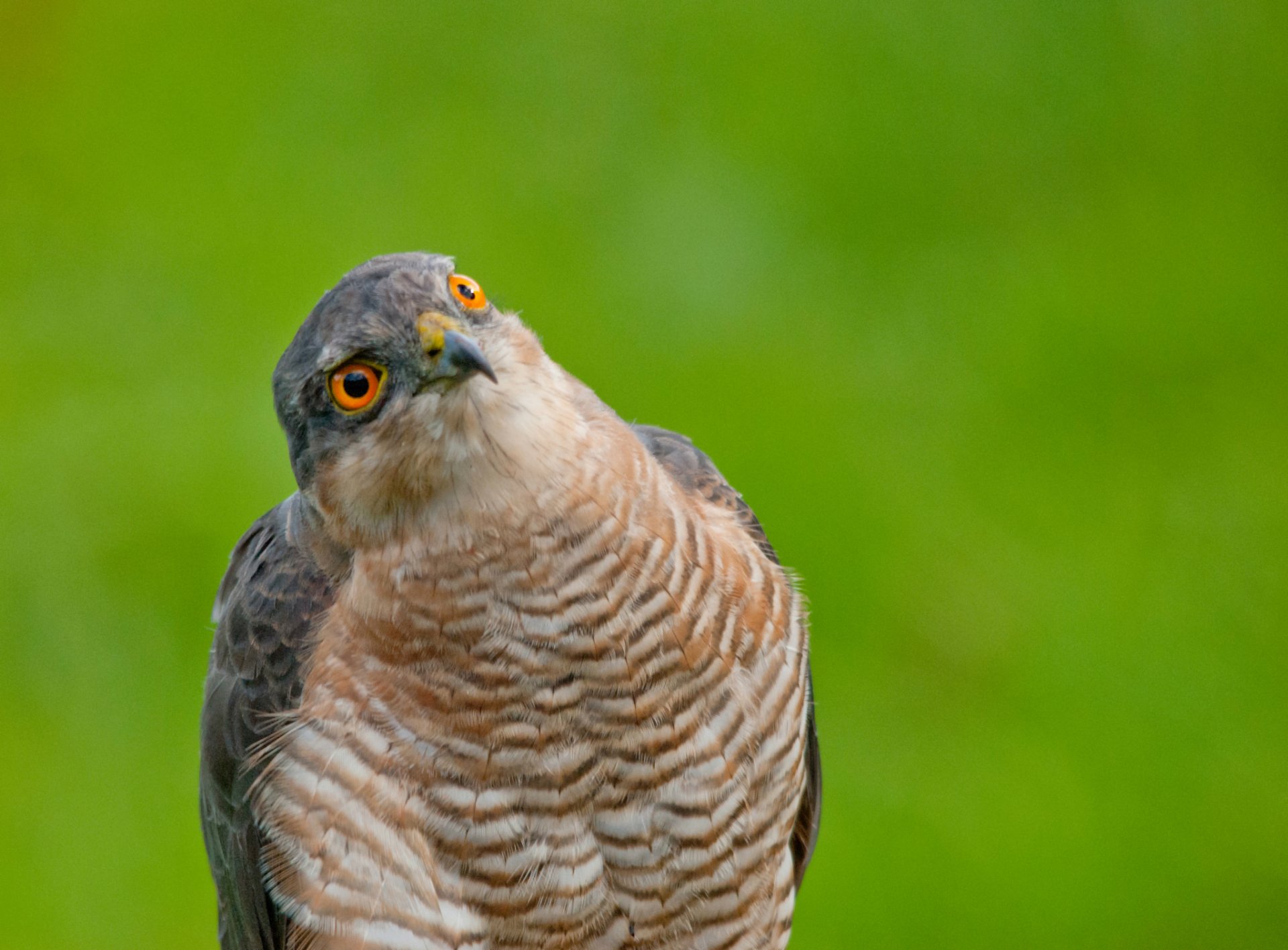 parrowhawk poultry portrait view green background