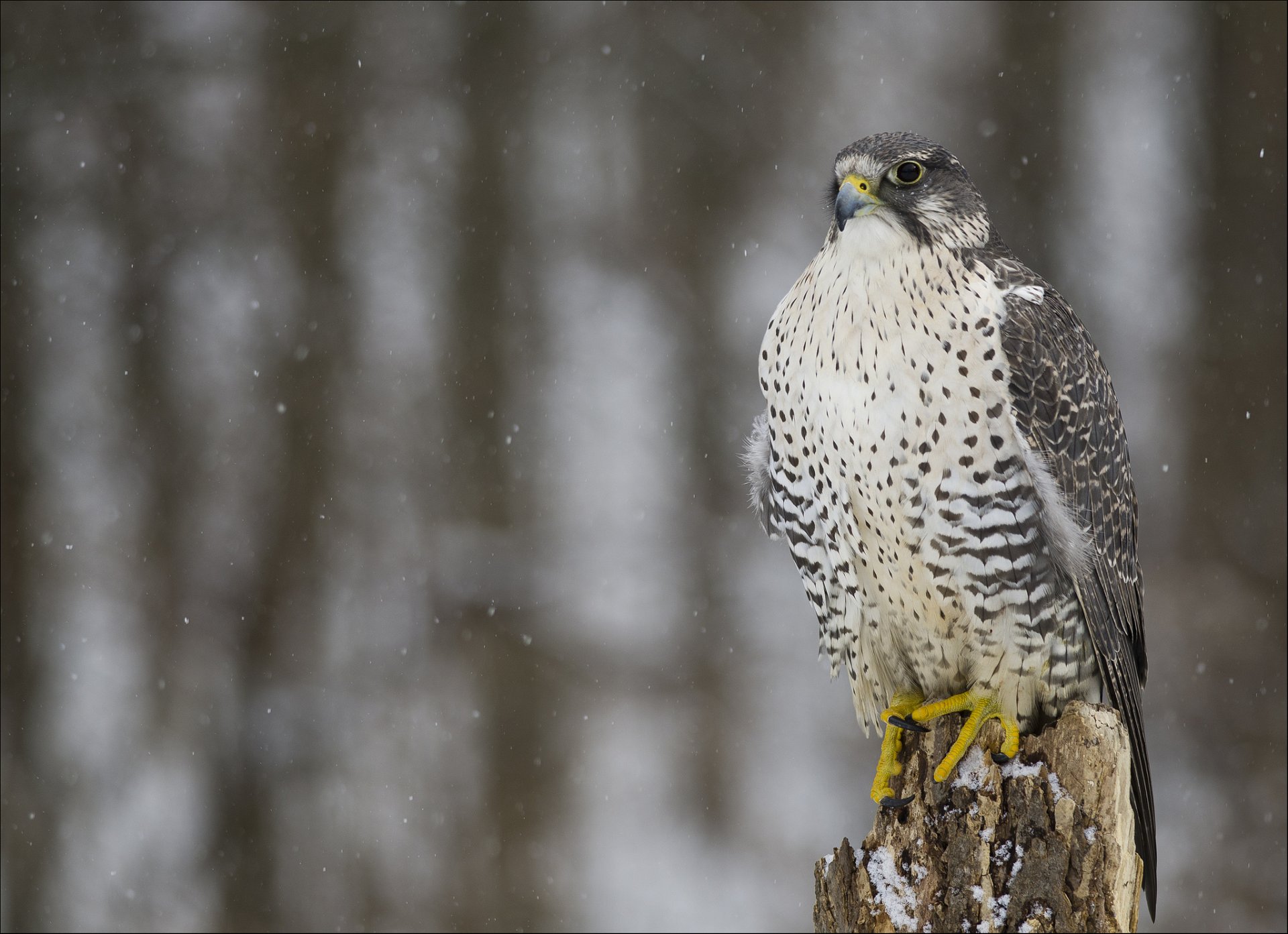 crechet faucon oiseau prédateur vue hiver neige