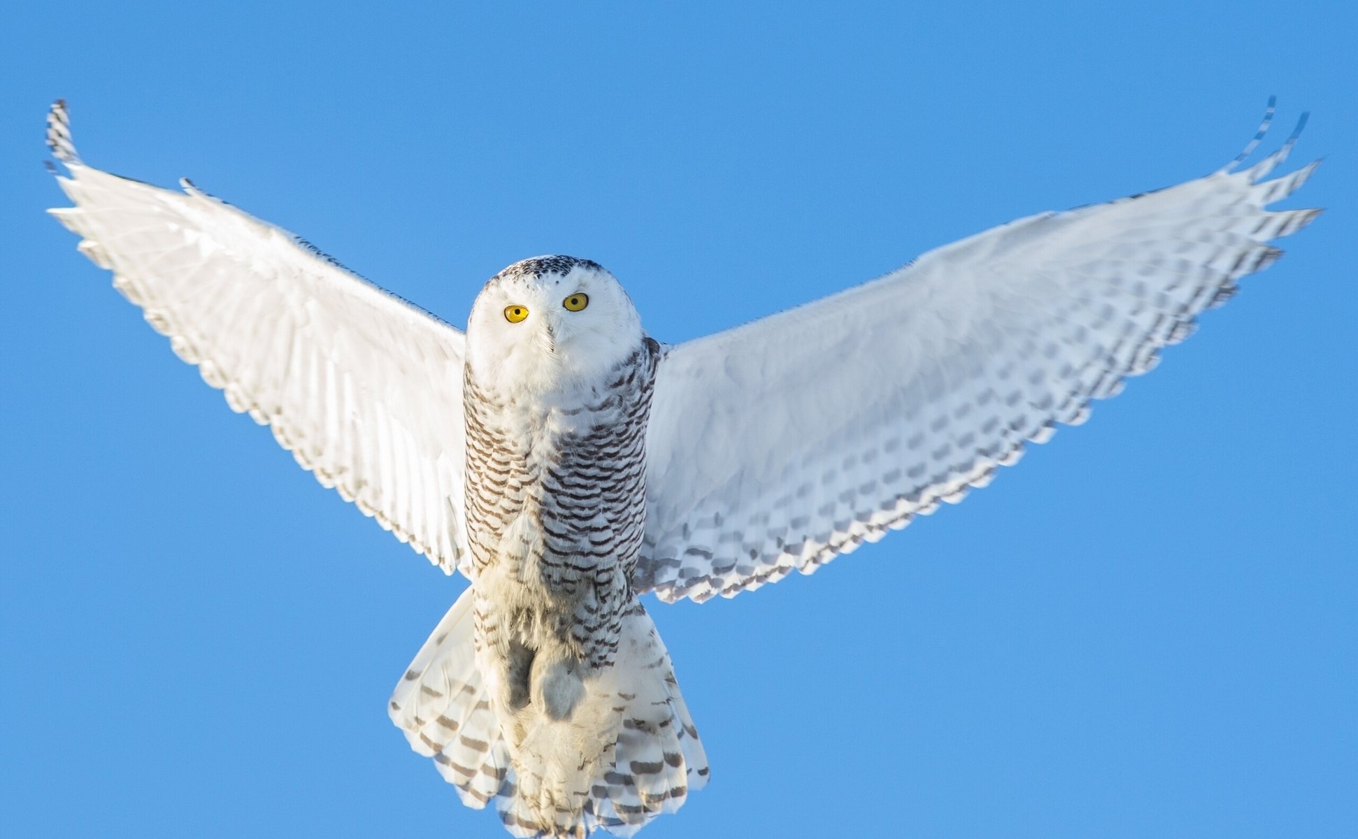 owl polar owl wing