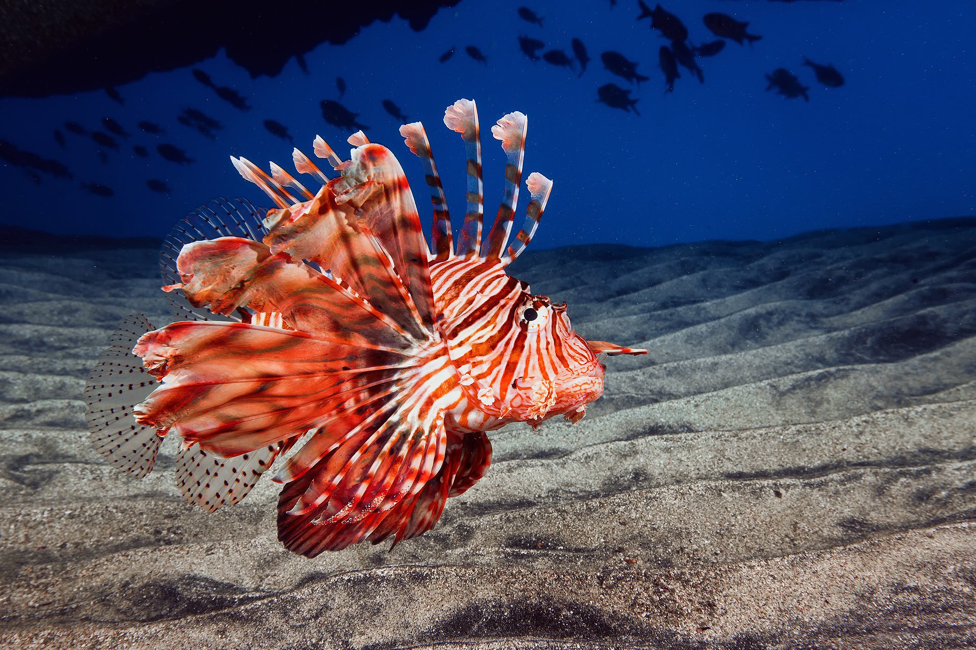 oceano mare fondo sabbia pesce leone pesce drago pesce leone