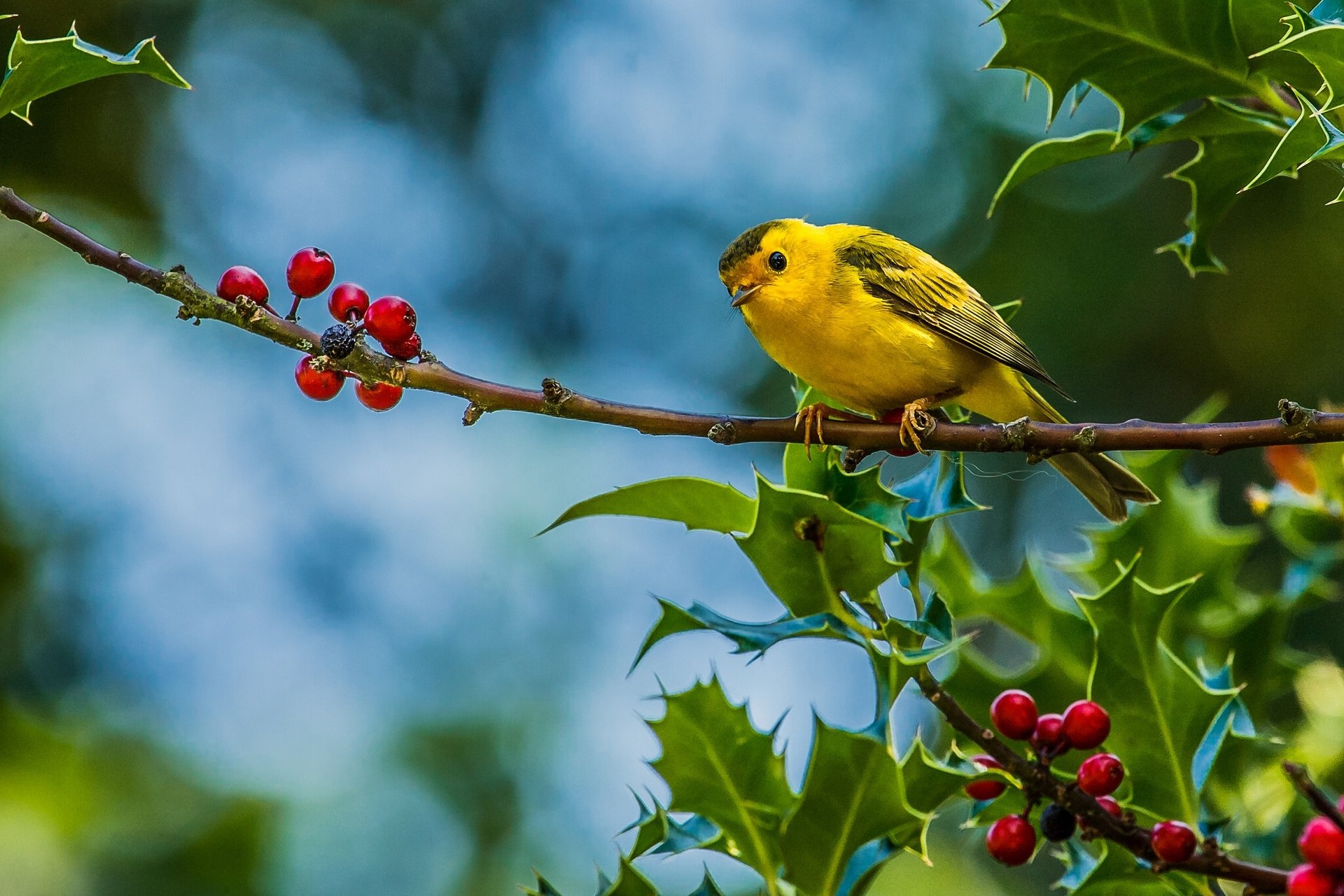 vogel schilf zweig beeren